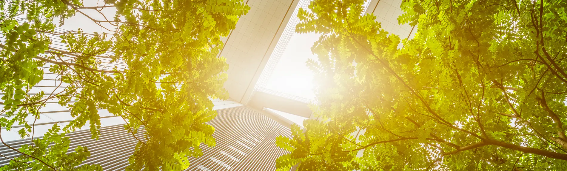 building tops surrounded by trees and nature in bright light